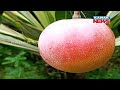 special report world s most expensive mango in rourkela