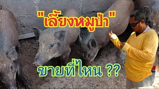 เลี้ยงหมูป่า จะขายที่ไหน ?? ขายอย่างไร...