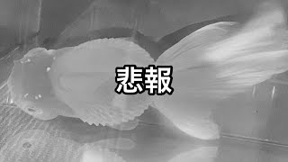 【金魚】※助けてください※治らない病気にかかってしまいました、、その他の金魚たちも次々と、、初めての春、ナメてました。。