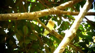 Endemic White-mantled Barbet - Capito hypoleucus - Victoria, Magdalena Valley