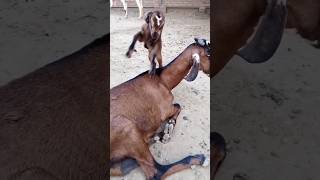 Adorable Baby Goat's Playtime with Mom 🐐😂 Bakri Ka Baccha #shorts