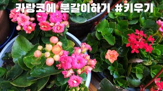 꽃이지고난 #카랑코에 분갈이 #가지치기 관리하기 #흙배합