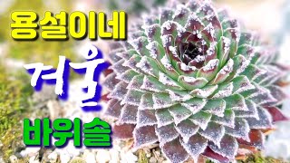 겨울 왕국 바위솔 정원 용설이네 바위솔이 서리 꽃이 피었어요 Sempervivum