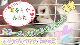 ホーランドロップ子うさぎ【みみたの毛づくろい、かわいすぎ】親バカですいません(*≧∀≦*)  bunny  ♯24