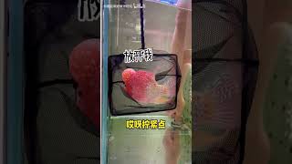 清理鱼缸竟然被两条嘴欠的罗汉鱼给咬了😭