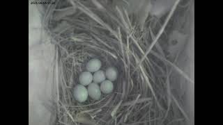 European pied flycatcher nestcam timelapse (2021)