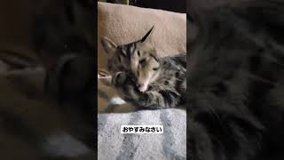 【猫と添い寝なう】で使っていいですよ！ #cat #cute #ねこ #ねこ動画 #かわいい #猫 #おすすめ #添い寝