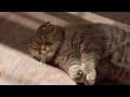 Беззаботная жизнь кота Оскара carefree life of a cat