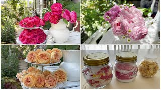 【無農薬の薔薇】遅咲き品種の薔薇の開花 | 切り戻した薔薇で花あそび | 朝摘みした薔薇でモイストポプリづくり 🌹 MK*Roses 🌹 Zone 8a