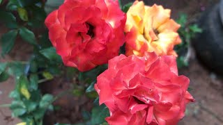 റോസയുടെ പരിചരണം / Rose plant care