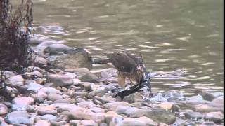 Azor (Accipiter gentilis) en los Sotos de la Albolafia