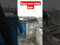 kaçak güvercin yarısı elinde kaldı pigeons