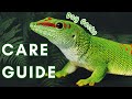 Ultimate Madagascar Giant Day Gecko Care Guide: Housing, Feeding, & Expert Tips!