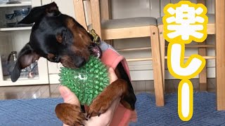 【ミニピン】ジロ、ボール遊びは楽しいけどすぐ飽きる【子犬5ヶ月】