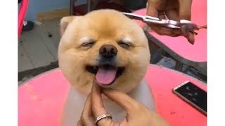 TikTok【おもしろ動画】犬の可愛い、癒し動画まとめ!!   Super Cute funny Dog !!