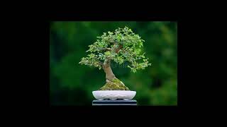 🌟Beautiful bonsai trees | Deep oriental music |Relaxing Slideshow.👍