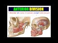 trigeminal nerve ophthalmic maxillary and mandibular nerves dr adel bondok