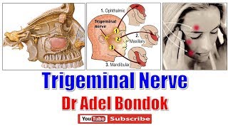 Trigeminal Nerve (Ophthalmic, Maxillary and Mandibular Nerves), Dr Adel Bondok