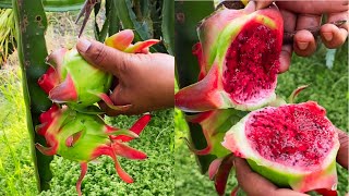 Most Profitable Farming In India | Dragon Fruit Farming In India | Best Agriculture Farming In India