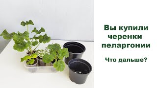 Вы купили черенки пеларгоний. Что с ними делать дальше?