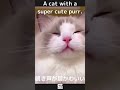 a cat with a super cute purr 1鳴き声の可愛い猫ちゃん