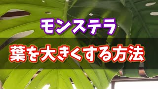 モンステラの葉をはやく大きくする方法・How to make monstera leaves bigger・ #plants #観葉植物  #モンステラ #houseplants #monstera