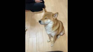 【お疲れママ】モカお母さん、今日の育児もお疲れ様でした😊#柴犬 #育児