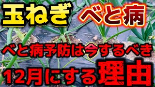 【玉ねぎ】べと病を予防するなら今です。12月にべと病の予防をするべき理由。