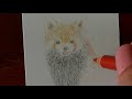 レッサーパンダを描いていく 動物園シリーズ red panda