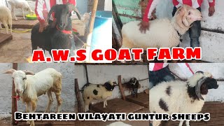 Nayab vilayati ka collection at A.W.S goat farm