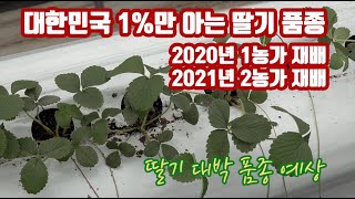 새로운 딸기 품종 등장!! 2020년 1명 재배 2021년 2명 재배한 그 품종은?? New Strawberry Varieties Appeared