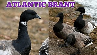 ATLANTIC BRANT MIGRATION LAYOVER AT FLUSHING MEADOWS-CORONA PARK