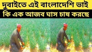 দুবাইতে এই বাংলাদেশি ভাই কি এক আজব ঘাস চাষ করছে |2023