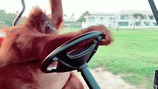 Monkey Crashes Golf Cart