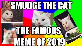 Smudge the Cat - the famous meme of 2019