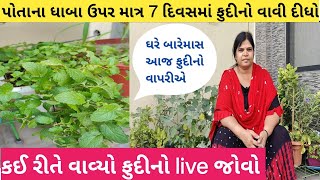 પોતાના ધાબા ઉપર માત્ર 7 દિવસમાં ફુદીનો વાવી દીધો | કઈ રીતે વાવ્યો ફુદીનો live જોવો | #homegarden