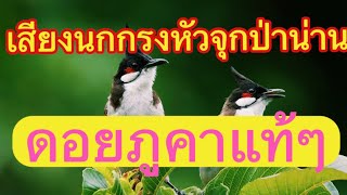 นกกรงหัวจุกป่าน่าน ดอยภูคา 🦅