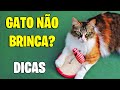 GATO não brinca? Como fazer o gato brincar mais. VEJA essas dicas - Gatil Hauser