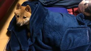 豆柴おーじろう(7か月)☆毛布にくるまる mameshiba(shiba inu) OHJIRO and blanket