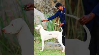 RAJAPALAYAM MALE PERFECT STACK OF CHAMPOWOODS KENNEL #rajapalayamdogs #shorts