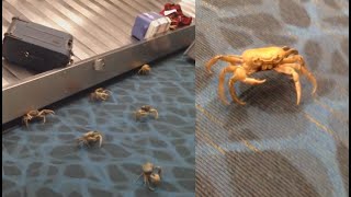 Crabs Take Over Airport