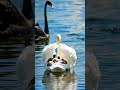 the swan mother is protecting her cygnets. swan mom scenery healing