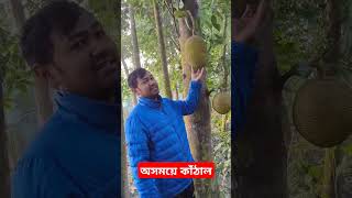 অসময়ে কাঁঠাল #viralreels #reelsvideos #trending #foryou