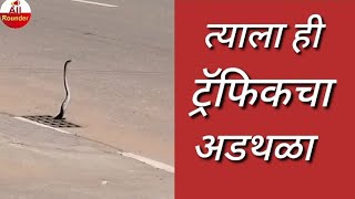 त्याला ही रस्ता ओलांडताना अडथळा येतो ट्रॅफिकचा @allrounder2901