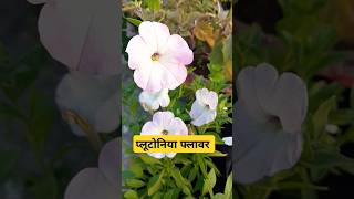 पेटुनिया फ्लावर #shorts #viralvideo #trending