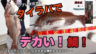 【タイラバ】小型しか釣れない場所で予想外の大鯛がヒット！津本式 マルチハサミで締める！シーズンイン？秋イカ今年の調子をボートエギングで調査