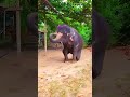 elephant comedy part 17🤣🤣 aneesfamilyvlogs funny elephant comedy trendingshorts viralshort