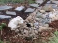 Rain Garden - WSU Whatcom County Extension