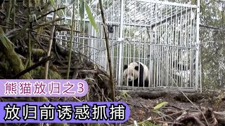 大熊猫野化放归之3，吃货大熊猫，果然要靠美食才能引诱抓捕