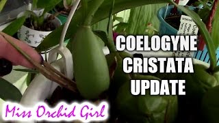 Coelogyne Cristata Orchid update